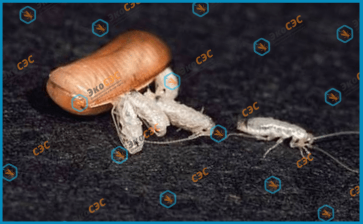 Экскременты тараканов: чем опасны и как опознать?